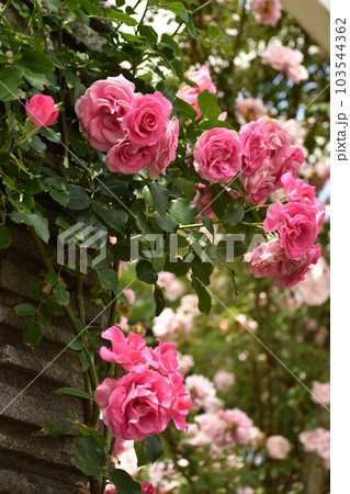 石柱に咲き乱れるピンクの春のバラ 103544362