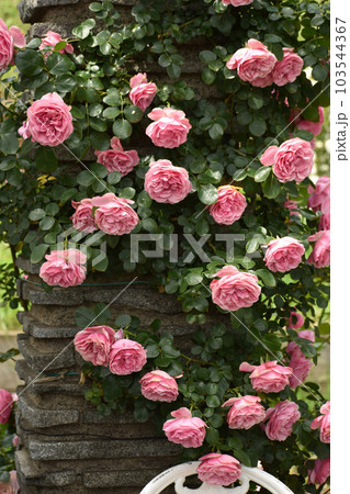 石柱に咲き乱れるピンクの春のバラ 石柱に咲き乱れるピンクの春のバラ 103544367