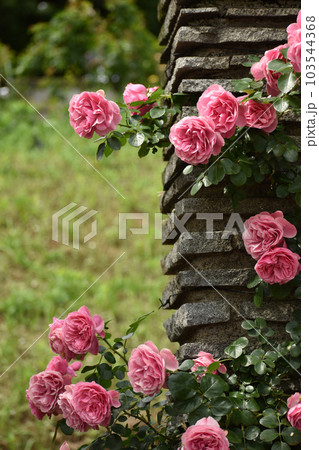 石柱に咲き乱れるピンクの春のバラ 103544368