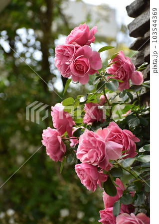 石柱に咲き乱れるピンクの春のバラ 石柱に咲き乱れるピンクの春のバラ 103544369