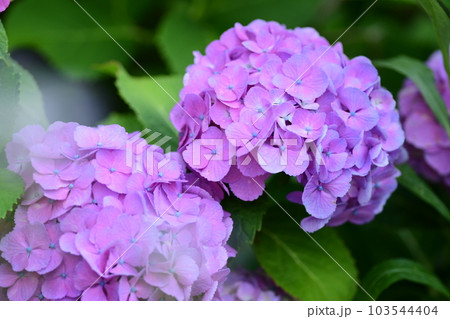 紫陽花 横浜市内 103544404