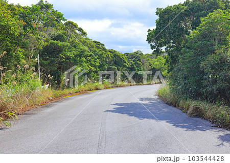 沖縄の国頭東線、山間道路風景 沖縄の国頭東線、山間道路風景 103544428