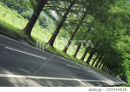 並木通り 103544628