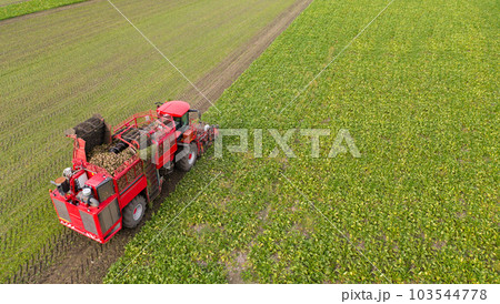 Combine harvester harvests sugar beet on the field. Aerial view. 103544778