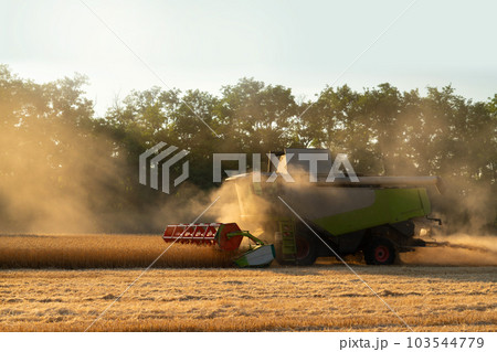 Combine harvester harvests wheat 103544779