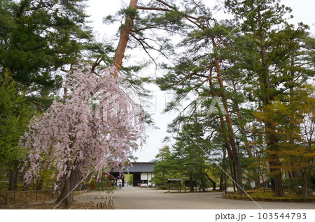 毛越寺の桜と松 毛越寺の桜と松 103544793