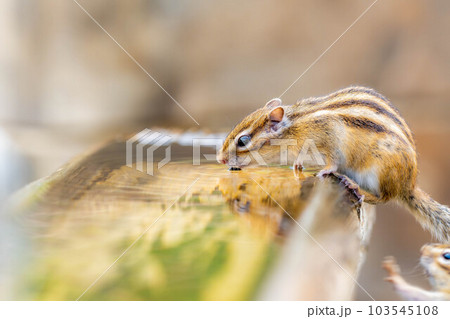 【動物素材】シマリス　飛騨山野草自然庭園【岐阜県】 103545108