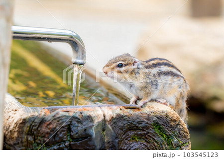 【動物素材】シマリス 飛騨山野草自然庭園【岐阜県】 【動物素材】シマリス 飛騨山野草自然庭園【岐阜県】 103545123
