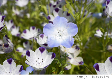 ネモフィラ2種類07 ネモフィラ2種類07 103545179