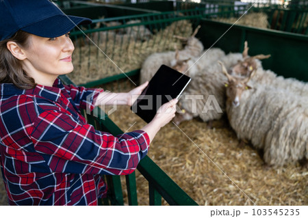 Woman farmer with tablet in a sheepfold. 103545235