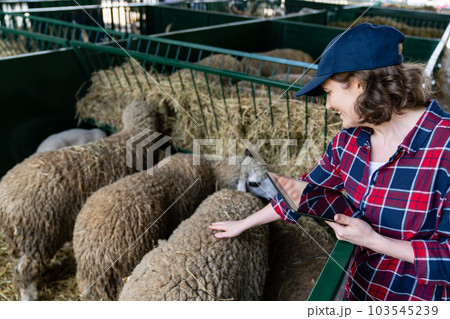 Woman farmer with tablet in a sheepfold. 103545239