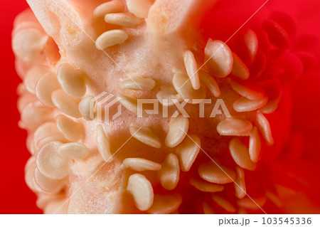 Paprika seeds close-up. A large fresh red paprika is cut in half and its seeds are visible. Side view. 103545336
