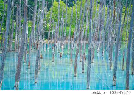 北海道の上富良野にある有名な観光名所の青い池を望遠で木を撮ったもの 103545379