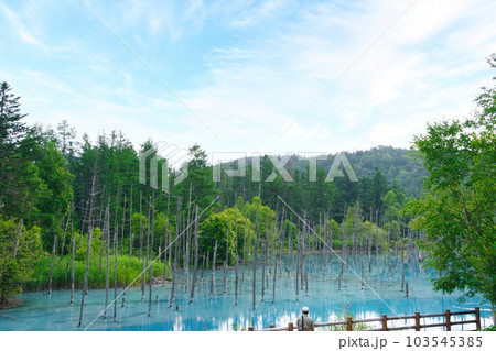 北海道の上富良野にある有名な観光名所の青い池を展望台から撮ったもの 103545385