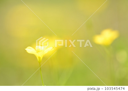 光の中のカタバミの花 103545474