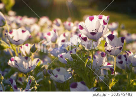 ネモフィラ夕方逆光05 ネモフィラ夕方逆光05 103545492