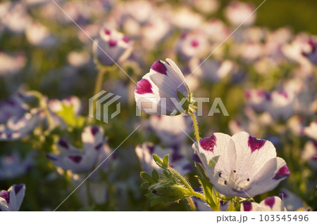 ネモフィラ夕方逆光09 103545496