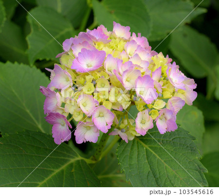 三河の紫陽花寺本光寺 三河の紫陽花寺本光寺 103545616