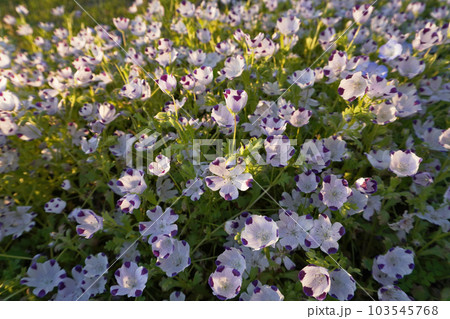 ネモフィラ夕方逆光11 103545768