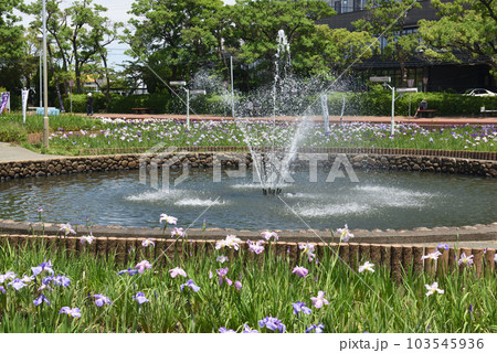 碧南市油ヶ渕水辺公園の花菖蒲 103545936