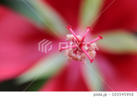 モミジアオイの花(マクロレンズ使用・屋外自然光・接写写真) モミジアオイの花(マクロレンズ使用・屋外自然光・接写写真) 103545958