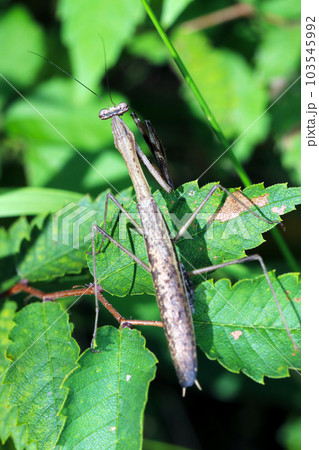 茂みの葉の上で獲物を探す褐色型のオオカマキリ(マクロレンズ使用・屋外自然光・接写写真) 茂みの葉の上で獲物を探す褐色型のオオカマキリ(マクロレンズ使用・屋外自然光・接写写真) 103545992