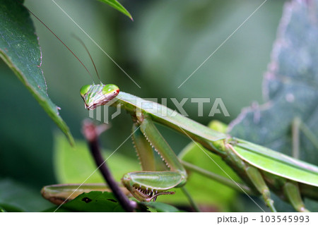 アビソ プレイング・マンティス5’4″ AVISO　PRAYING MANTIS How to Catch a Praying Mantis (COMPLETE GUIDE!) - YouTube