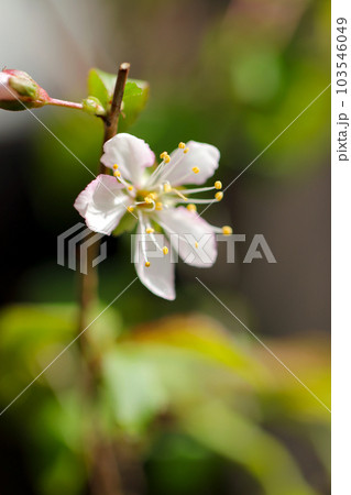 盆栽仕立てのスモモのわずかに桃色がかった白い花をつける花枝(マクロレンズ使用・屋外自然光・接写写真) 盆栽仕立てのスモモのわずかに桃色がかった白い花をつける花枝(マクロレンズ使用・屋外自然光・接写写真) 103546049