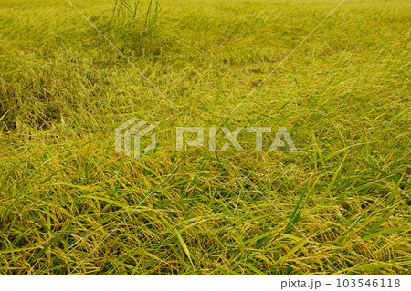 Rice field agriculture grain food  yield season 103546118