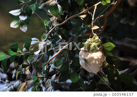 モリアオガエルの産卵 103546137