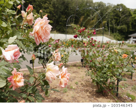 野津田公園（東京都町田市）のバラ園 103546345