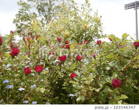 野津田公園(東京都町田市)のバラ園 野津田公園(東京都町田市)のバラ園 103546347