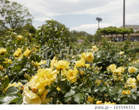 野津田公園（東京都町田市）のバラ園 103546351