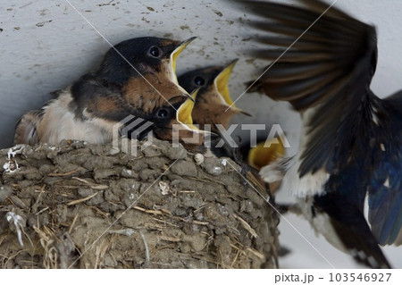 ツバメ swallow / Japan 103546927