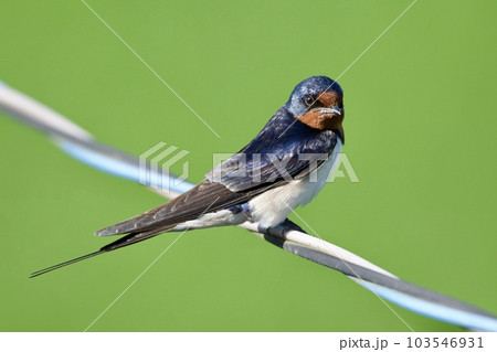 ツバメ swallow / Japan 103546931