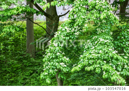 岩手公園のやまぼうしの白い花 白い花は総苞で本当の花は緑で余り目立たない 岩手公園のやまぼうしの白い花 白い花は総苞で本当の花は緑で余り目立たない 103547016