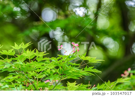 ヤマモミジのかわいいピンクのトンボ ヤマモミジのかわいいピンクのトンボ 103547017