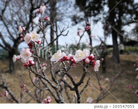 愛知県豊田市の平芝公園の梅 103547055