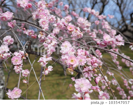 愛知県豊田市の平芝公園の梅 103547057