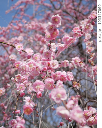 愛知県豊田市の平芝公園の梅 愛知県豊田市の平芝公園の梅 103547060