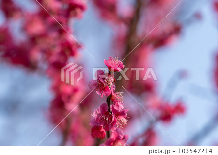 Plum blossoms in Korea 103547214