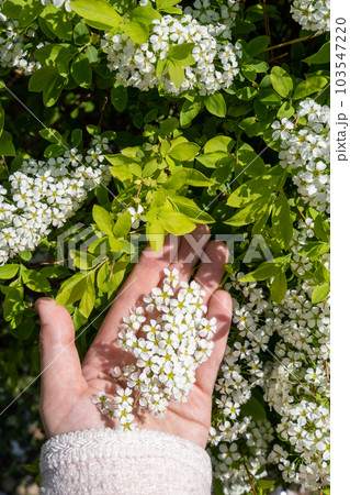 woman holding bridal wreath flowers woman holding bridal wreath flowers 103547220