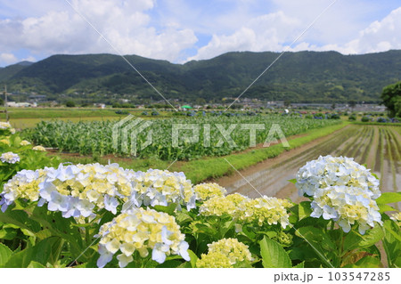 あじさいがキレイに咲いている田舎の田園風景 あじさいがキレイに咲いている田舎の田園風景 103547285