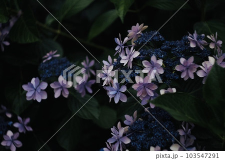紫陽花 紫陽花 103547291