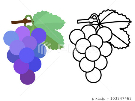 ブドウのフラットスタイルのカラーイラストと線画のセットのイラスト