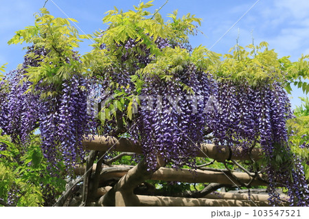 横須賀菖蒲園のフジの花 103547521
