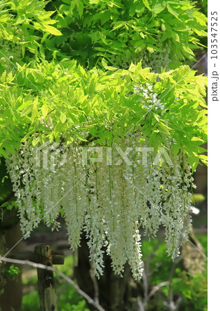横須賀菖蒲園のフジの花 横須賀菖蒲園のフジの花 103547525
