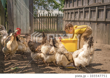 A cute village child feeds domestic chickens with grain from a bucket. Poultry breeding. A cute village child feeds domestic chickens with grain from a bucket. Poultry breeding. 103547751