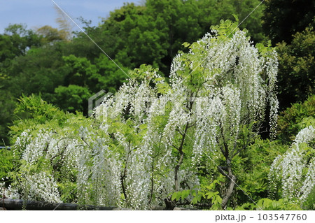 横須賀菖蒲園のフジの花 103547760