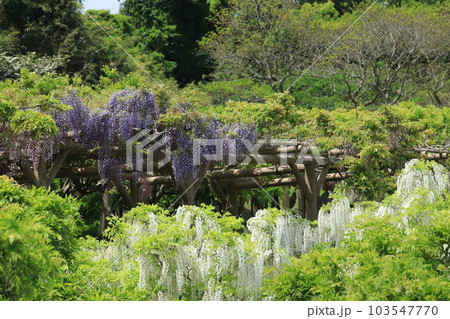 横須賀菖蒲園のフジの花 103547770